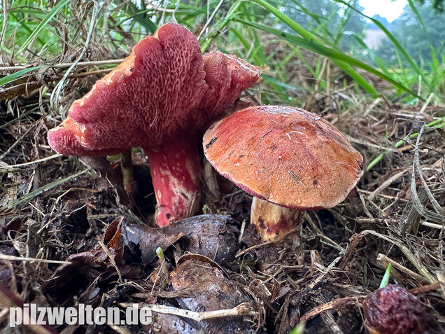 Rubinroter Zwergröhrling, Chalciporus rubinus