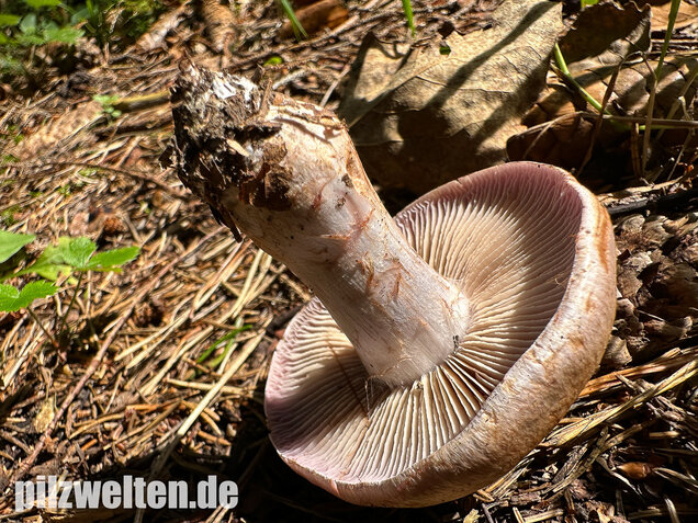 Verfärbender Schleimkopf, Cortinarius largus