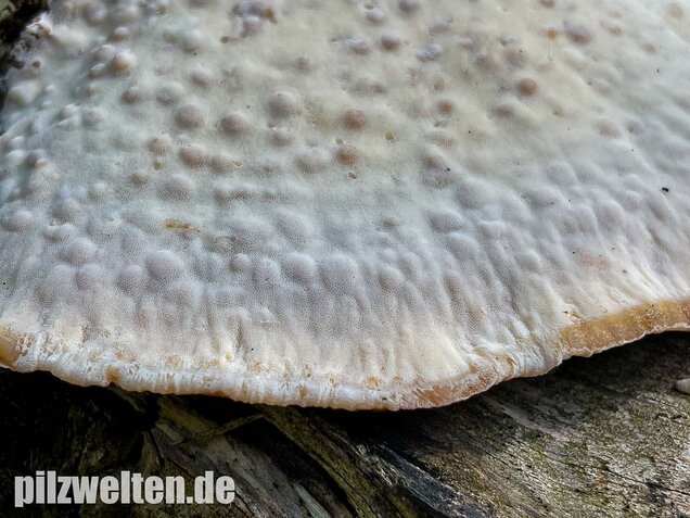 Laubholzharzporling, Ischnoderma resinosum