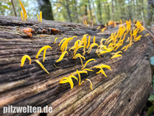 Laubholzhörnling, Calocera cornea