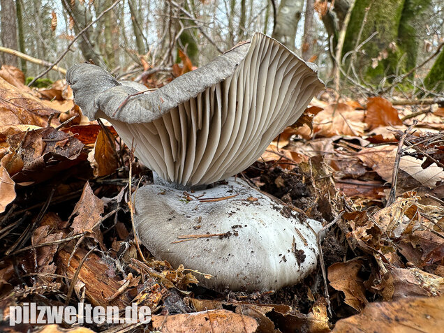 Märzschneckling, Märzellerling, Hygrophorus marzuolus