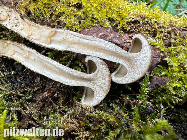 Maiporling, Bewimperter Stielporling, Lentinus substrictus