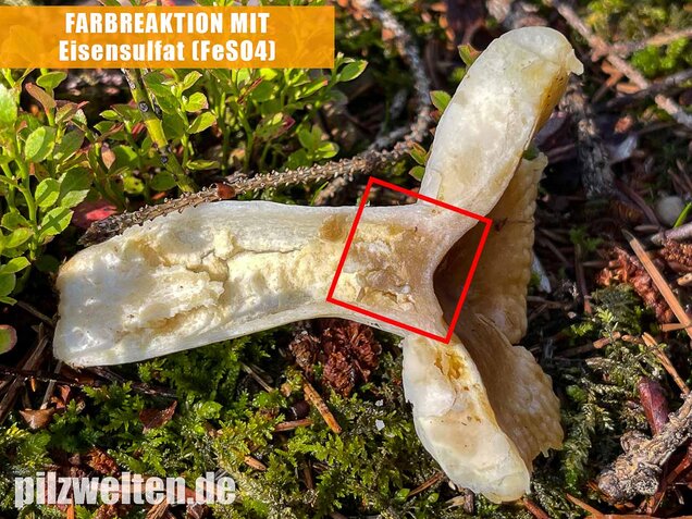 Milder Wachstäubling, Mädchentäubling, Russula puellaris