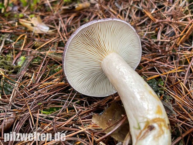 Nordischer Milchling, Lactarius trivialis