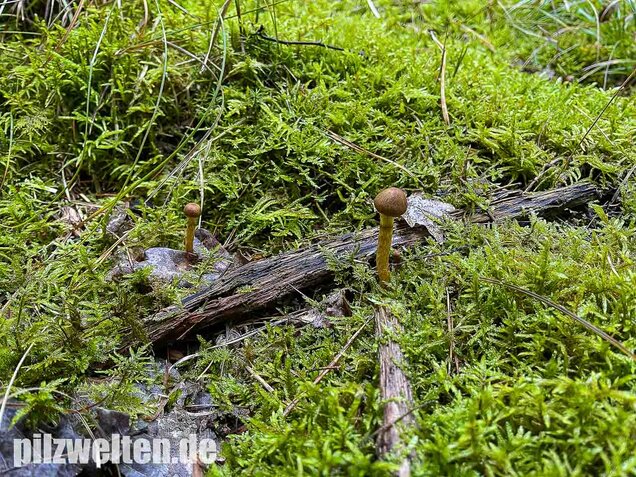 Orangefüssiger Hautkopf, Cortinarius bataillei