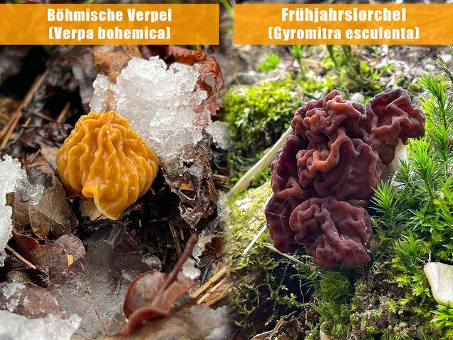 Böhmische Verpel, Verpa bohemica