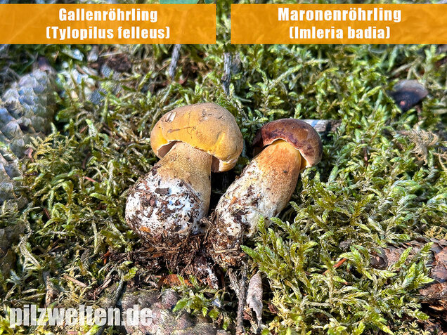 Gallenröhrling, Bitterling, Bitterpilz, Tylopilus felleus