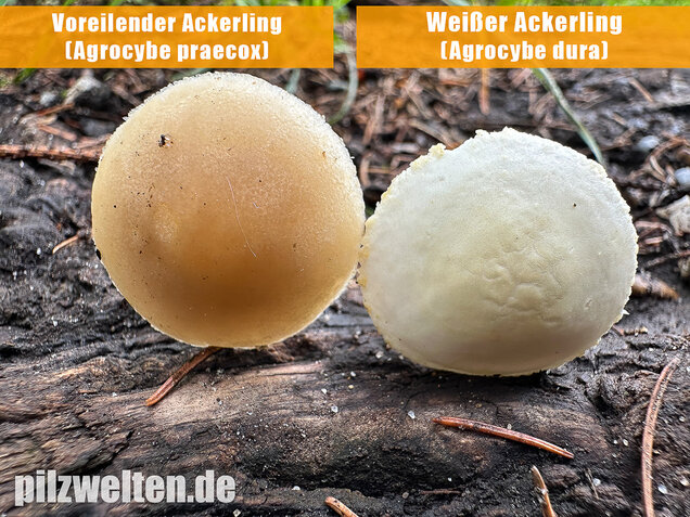 Weißer Ackerling, Rissiger Ackerling, Agrocybe dura