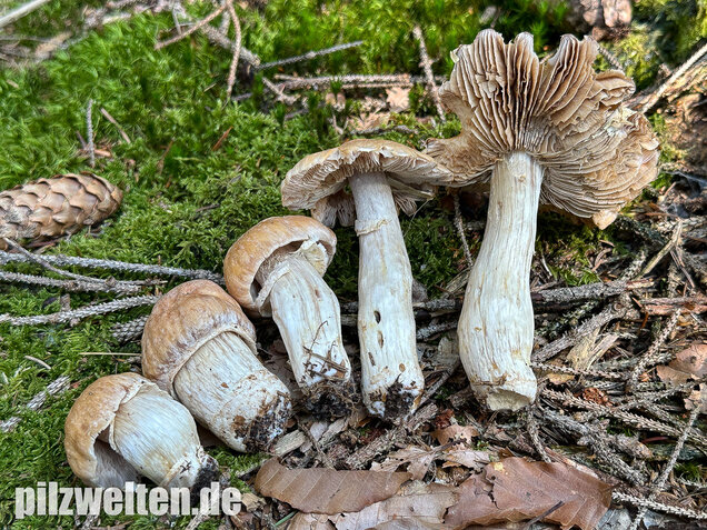 Reifpilz, Cortinarius caperatus