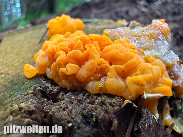 Riesengallertträne, Dacrymyces chrysospermus