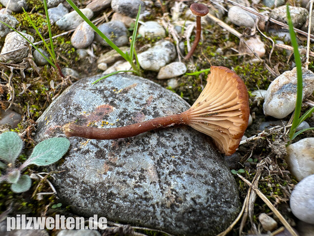 Becherförmiger Nabeling, Omphalina pyxidata