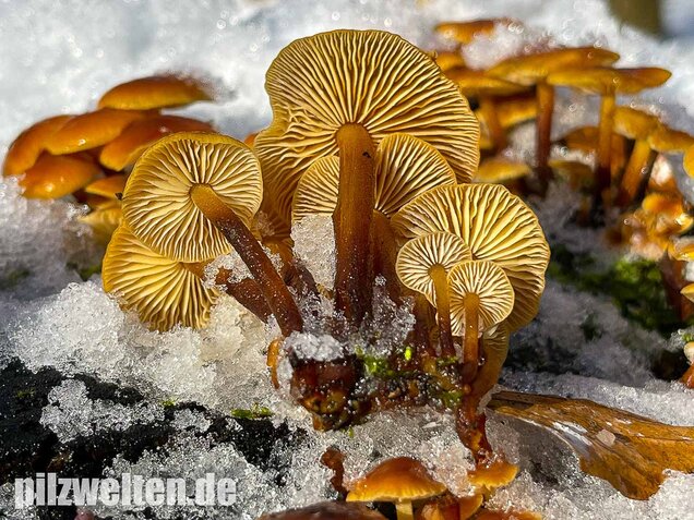 Samtfußrübling, Winterrübling, Flammulina velutipes