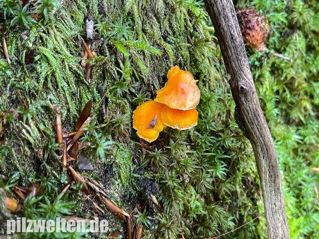 Samtiger Pfifferling, Cantharellus friesii