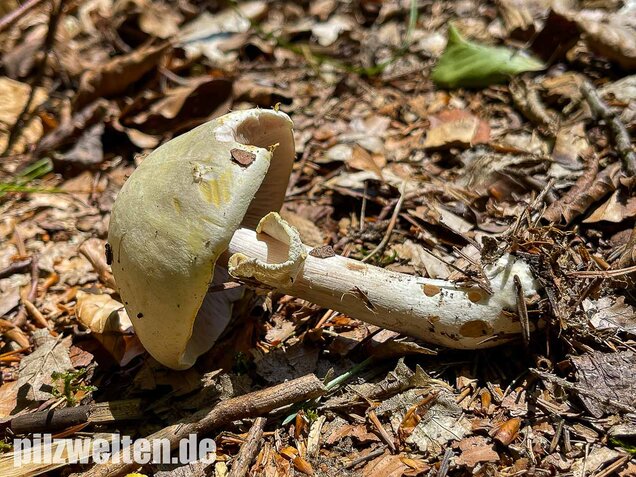Schiefknolliger Anischampignon, Agaricus essettei