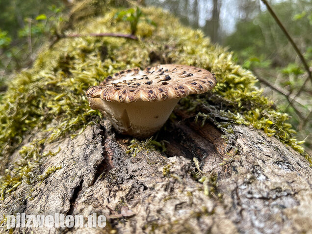 Schuppiger Porling, Cerioporus squamosus