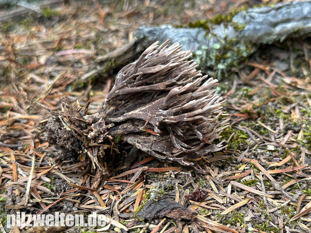 Stinkender Warzenpilz, Stinkende Lederkoralle, Thelephora palmata