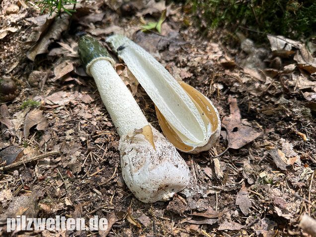 Stinkmorchel, Hexenei, Phallus impudicus