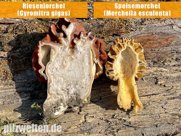 Speisemorchel, Morchella esculenta
