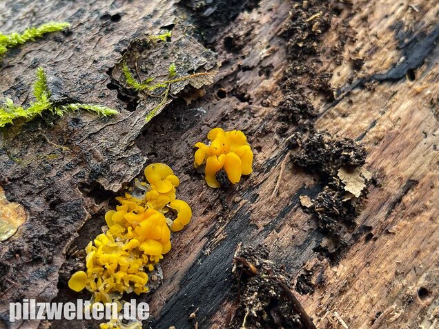 Weiden-Stängelbecherchen, Hymenoscyphus conscriptus