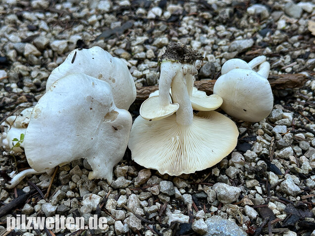 Weißer Büschelrasling, Leucocybe connata