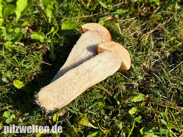 Weißstielige Rotkappe, Espenrotkappe, Leccinum leucopodium