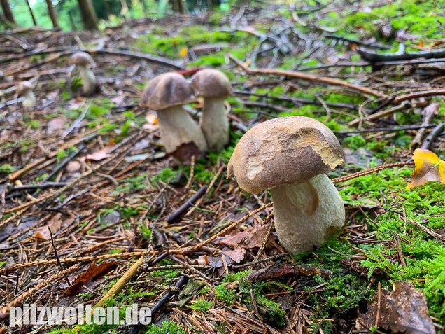 Wollstieliger Raufußröhrling, Leccinum cyaneobasileucum