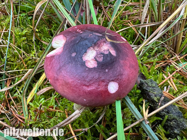 Zedernholz-Täubling, Heimtückischer Täubling, Russula badia