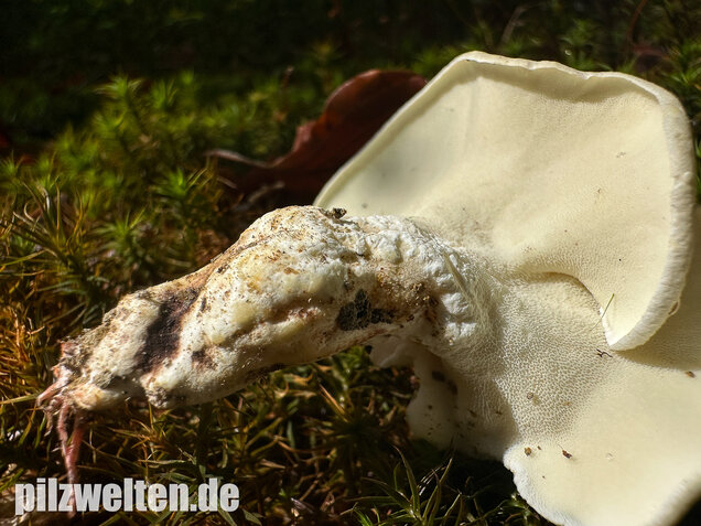 Zitronenporling, Albatrellus citrinus