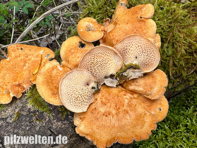 Bienenwabenporling, Waben-Stielporling, Neofavolus alveolaris
