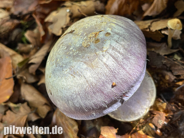 Blauer Klumpfuß, Cortinarius caerulescens