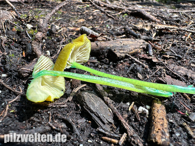 Braungrüner Zärtling, Braungrüner Rötling, Entoloma incanum agg.