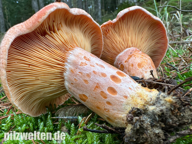 Edelreizker, Kiefernreizker, Blutreizker, Lactarius deliciosus