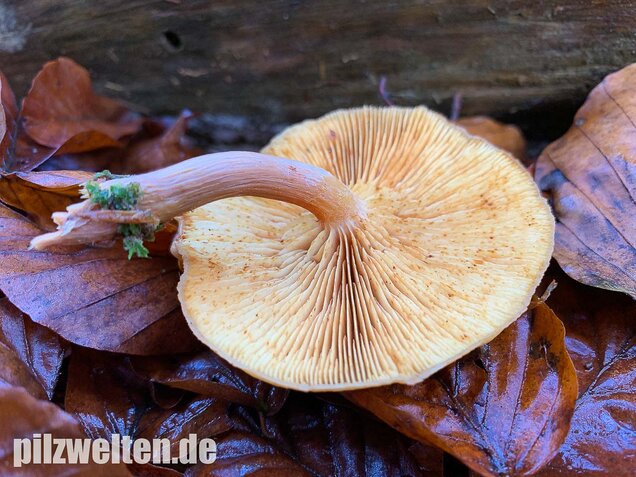 Geflecktblättriger Flämmling, Gymnopilus penetrans