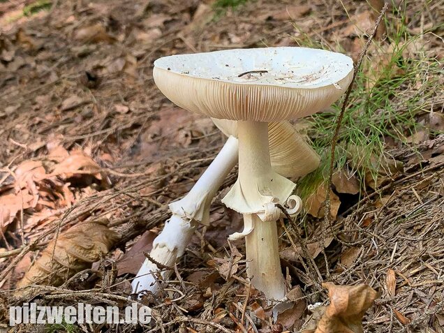 Gelber Knollenblätterpilz (weiße Form), Amanita citrina var. alba