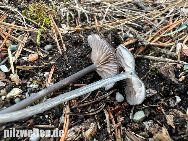 Gesägter Rötling, Entoloma serrulatum