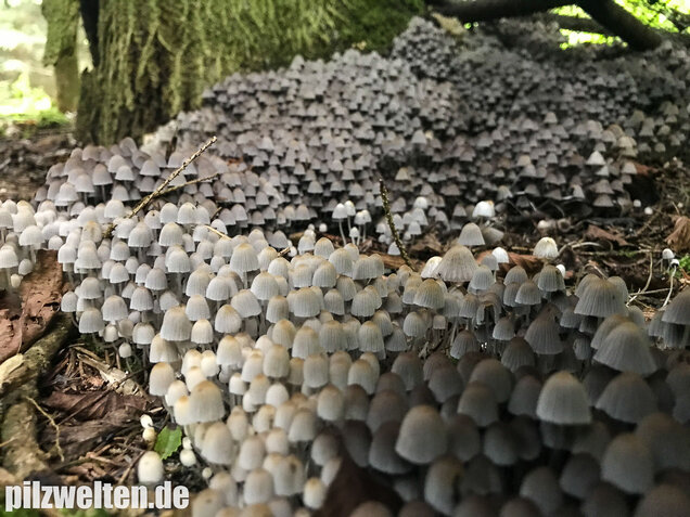 Gesäter Tintling, Coprinellus disseminatus
