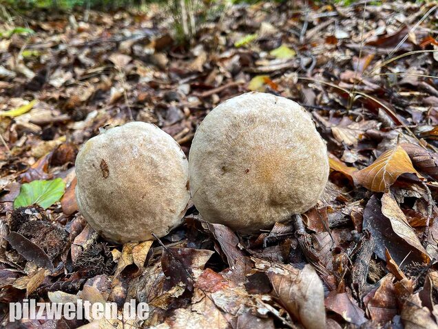 Grauer Lärchenröhrling, Suillus viscidus