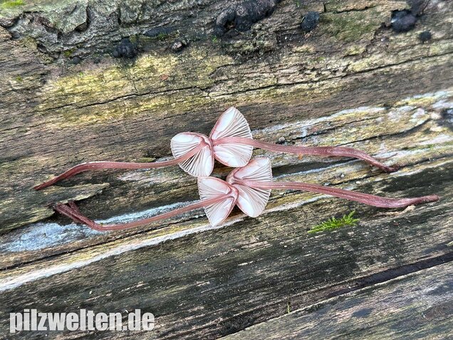 Großer Bluthelmling, Mycena haematopus