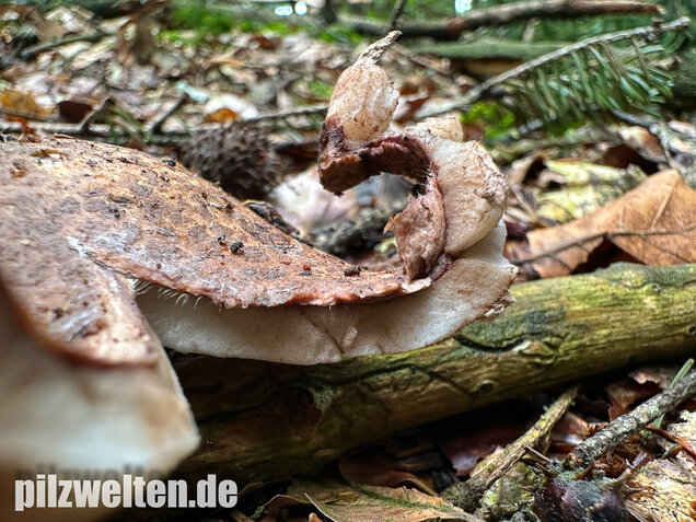 Halskrausen-Erdstern, Geastrum michelianum