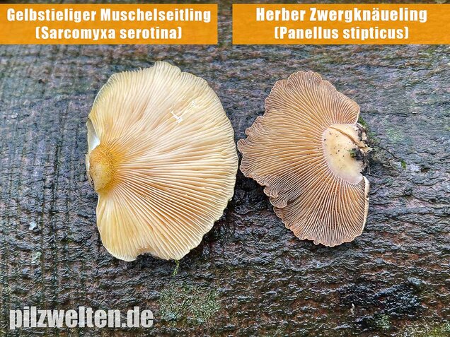 Gelbstieliger Muschelseitling, Sarcomyxa serotina