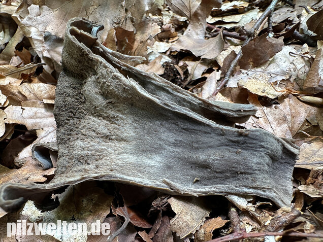 Herbsttrompete, Totentrompete, Craterellus cornucopioides