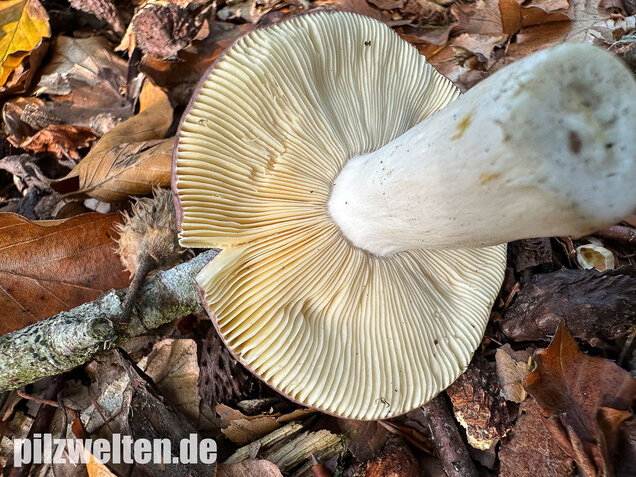 Papageitäubling, Kleiner Frauentäubling, Russula ionochlora