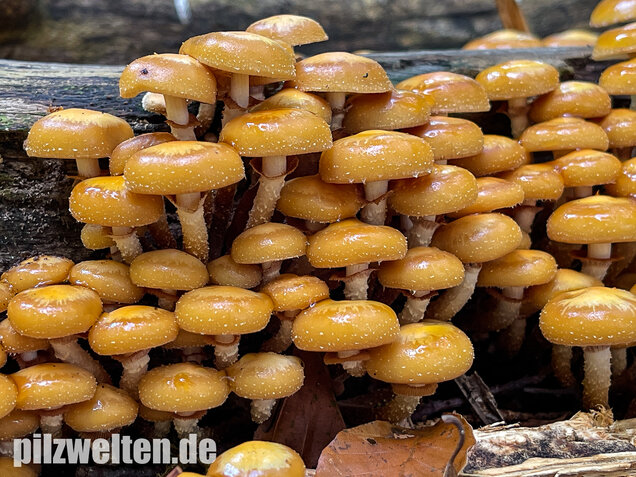 Stockschwämmchen, Kuehneromyces mutabilis