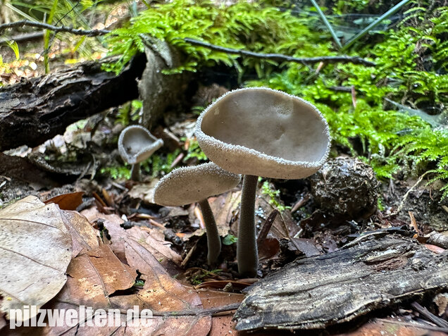 Langstielige Becherlorchel, Grauer Langfüßler, Helvella macropus