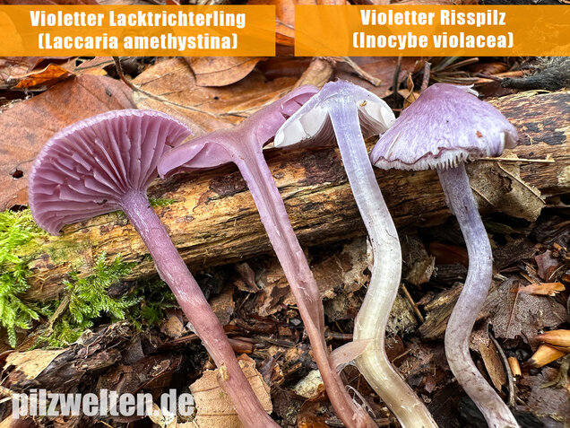 Violetter Risspilz, Lilaseidiger Risspilz, Inocybe violacea