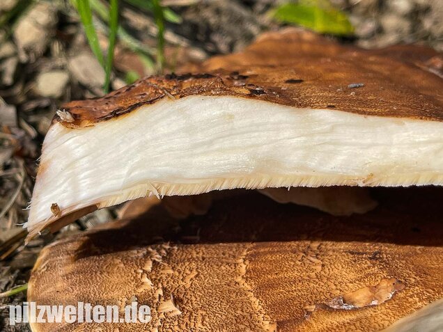 Riesenporling, Meripilus giganteus