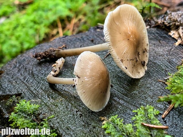 Rosablättriger Helmling, Mycena galericulata