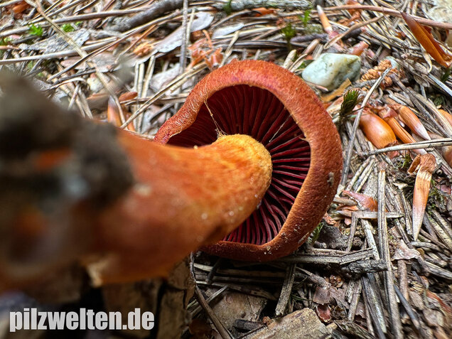 Rotgenatterter Hautkopf, Purpurbrauner Hautkopf, Cortinarius purpureus