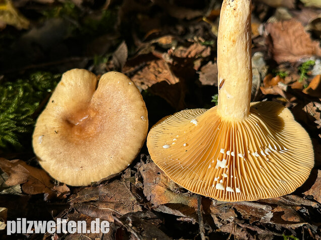 Scharfer Haselmilchling, Brennreizker, Lactarius pyrogalus