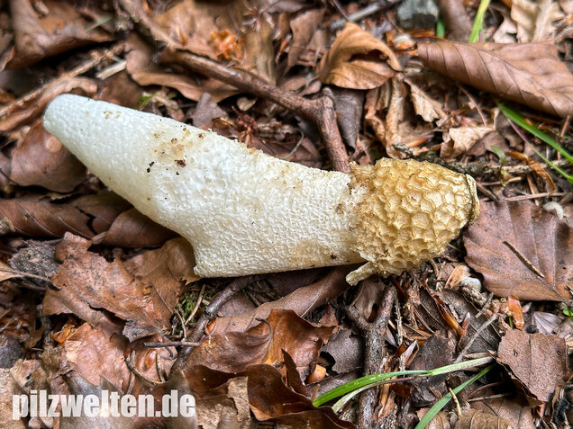 Stinkmorchel, Hexenei, Phallus impudicus